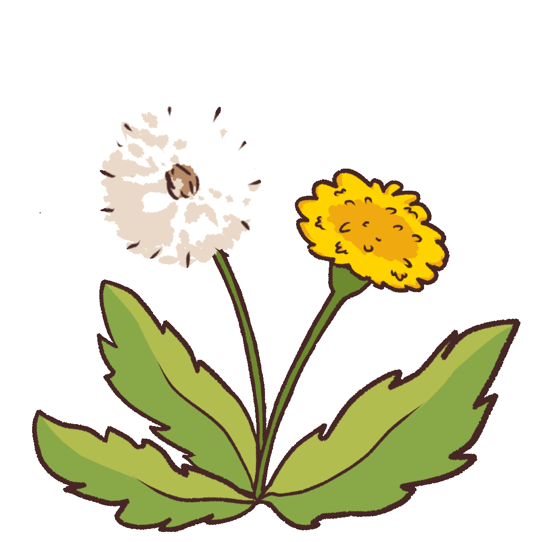 Animated Illustration Of Dandelions UGOKAWA